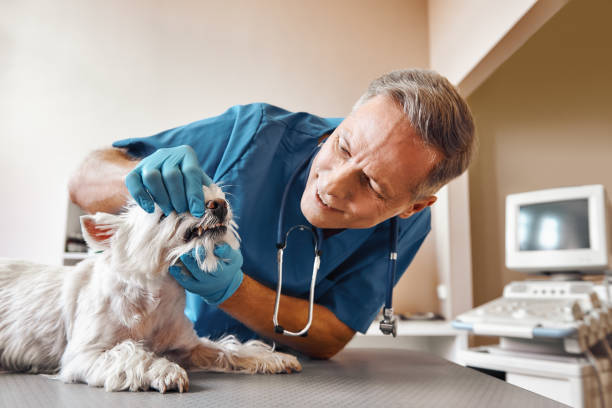 Best Urgent Dental Care in Crocker, WA